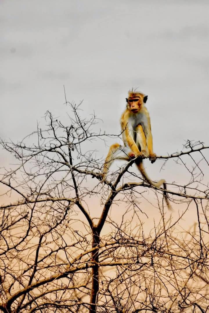 Nature World Jungle Paradise Udawalawe Ngoại thất bức ảnh