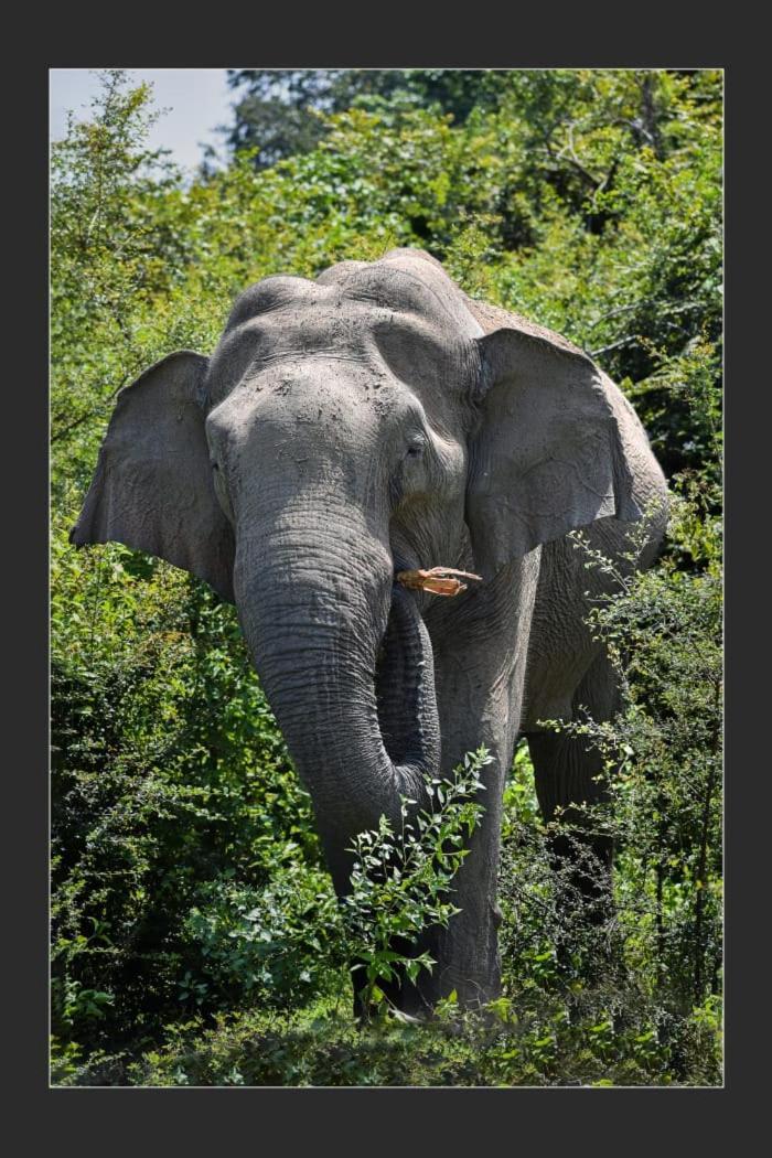 Nature World Jungle Paradise Udawalawe Ngoại thất bức ảnh